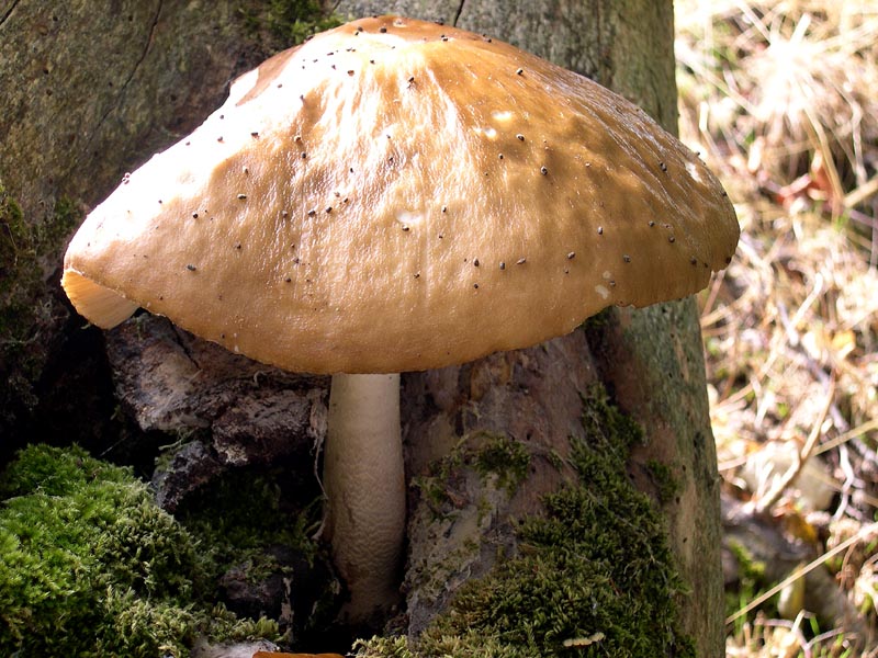 Xerula radicata e un saluto all''amico Gi�